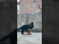 GERMAN | SHEPHERD | DOG | PUPPIES