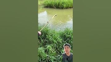 câu cá cần tre vẫn chân ái #cauca #fishing #hoatratravel #shortvideo