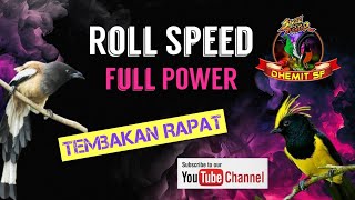 Roll Speed, Full Power ❗️MASTERAN Burung Tembakan Rapat