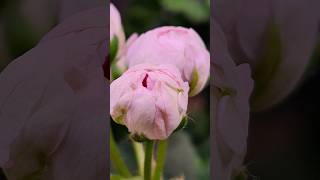 Uv 대너리스 러시아제라늄 #geranium # Lenka, Trouble Is a Friend #flowers #music #화초관리 #gardening