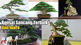 Bonsai Sancang Inspirasi Juara | Premna Microphylla Bonsai | Hai bonsai