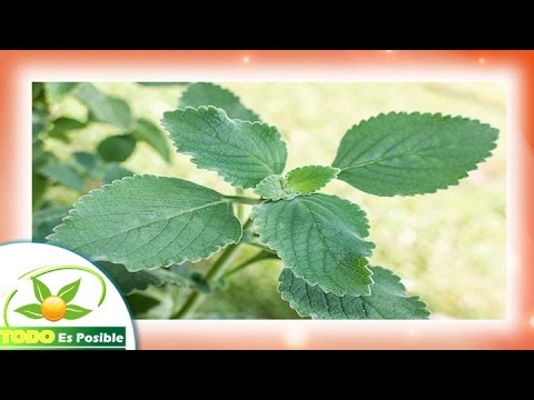 El boldo para que sirve - planta medicinal hojas de boldo propiedades curativas en te camera iphone 8 plus apk