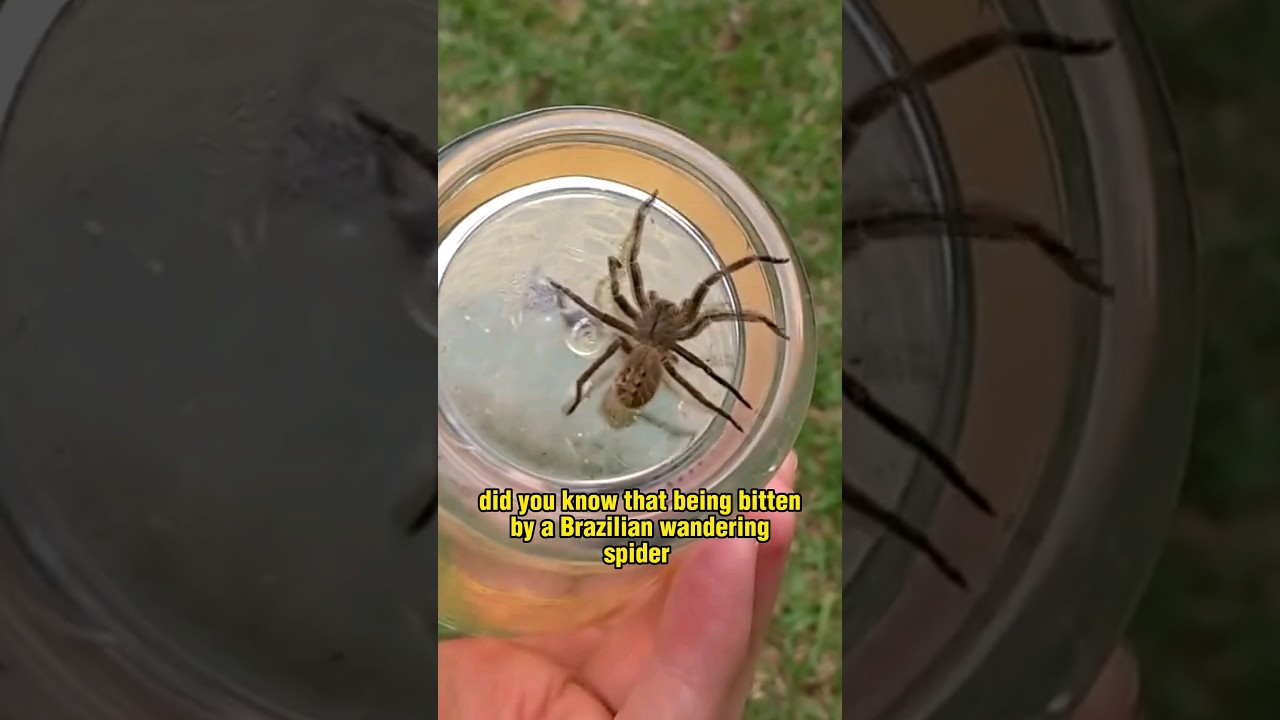 What happens when a Brazilian wandering spider bites you?