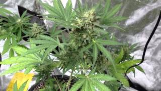 RACE to 420 update