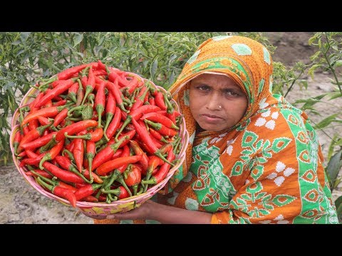 farm-fresh-red-chili-pickle-recipe-bengali-lal-marich-ka-achar-cooking-easy-stuffed-red-chili-pickle
