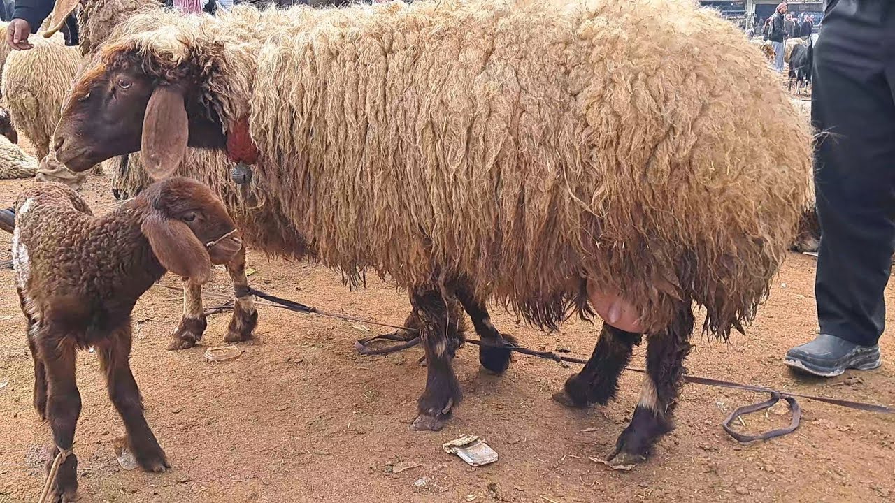 سوق الدانا يوم السبت/ 24 / 2 / 2024 /غنم مطافيل اندفع 450 $ /خروف لحم/فطيمة رباطة/غنم لحم/ خروف وردي