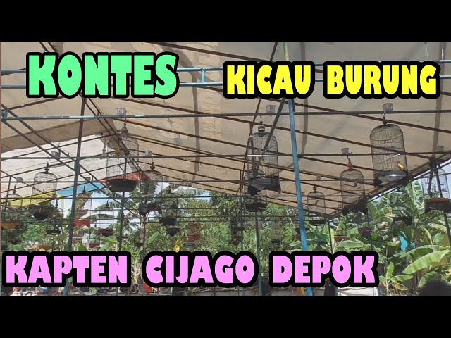 KONTES BURUNG KICAU.. KAPTEN CIJAGO .DEPOK. class=