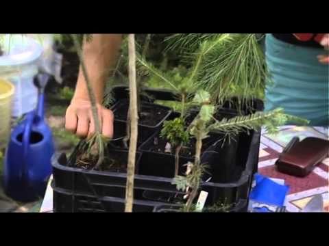 Video: Použitie Síranu železnatého V Záhradníctve: Spracovanie Záhrady Na Jeseň A Postrek Stromov Na Jar. Ako To Rozmnožovať? Pokyny A Proporcie