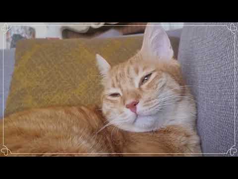 Our First Video PICHLOOHOME