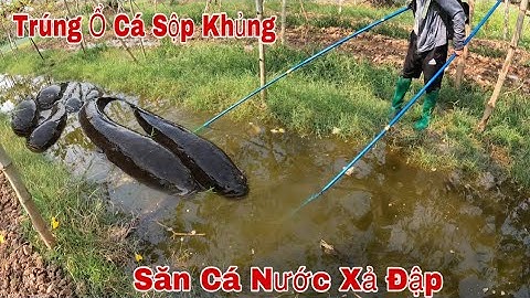 Kích Cá Xả Đập Thuỷ Lợi Cá Lóc Lên Tận Trên Vườn Bắt Cá Sướng Tay Toàn Cá Lóc Khủng