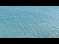 Καρχαρίας στη Σαλαμίνα-ΒΙΝΤΕΟ