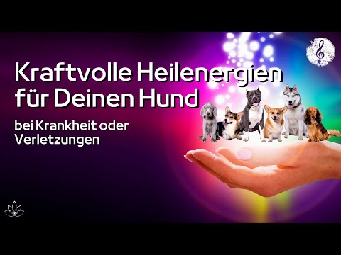 Video: 3 Wege, das Verlangen nach Hunden zu verstehen