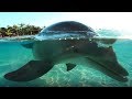 Dolphin Cay New Programs - Atlantis Bahamas