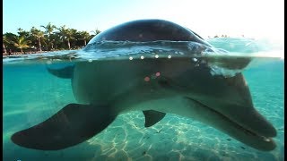 Dolphin Cay New Programs  Atlantis Bahamas