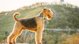 How To Stop Excessive Barking In Soft Coated Wheaten Terriers