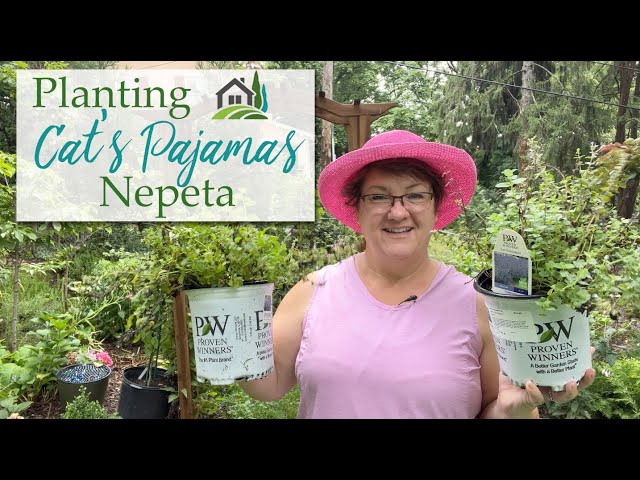 Planting Cat'S Pajamas Nepeta - 😸🛌🪴 - Youtube