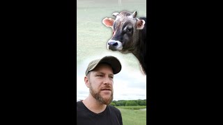 Why We Don&#39;t Have a Bull.