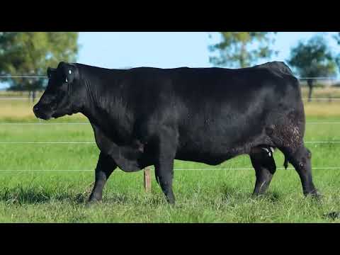 LOTE 44   TAT TE 2857 F Angus