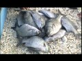 沖縄 石垣島 白保 part2 ☆ Okinawa Ishigakijima Shiraho