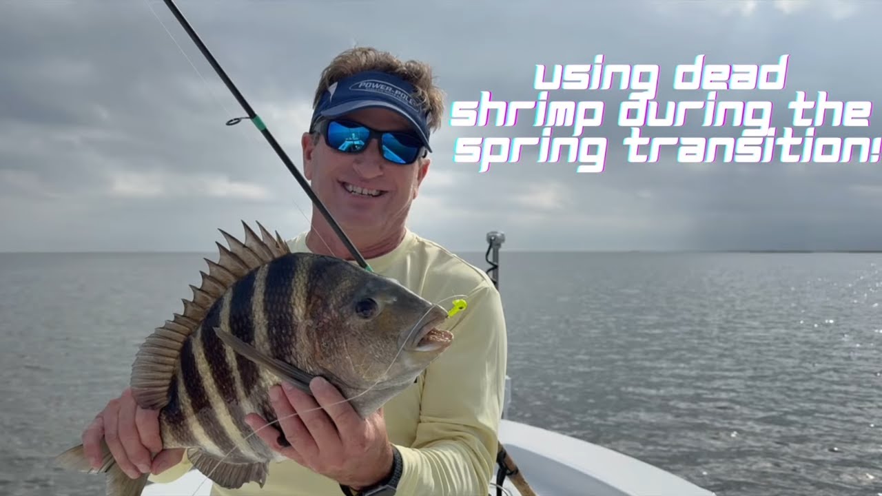 Using Dead Shrimp During the Spring Transition!