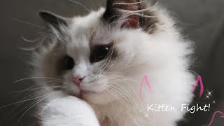 Ragdoll kitten fighting(Playing) video that you may want to see ! by Ragdoll FHR 3,518 views 4 years ago 3 minutes, 21 seconds