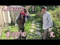山菜　第3弾　　ワラビだ！　　第105回
