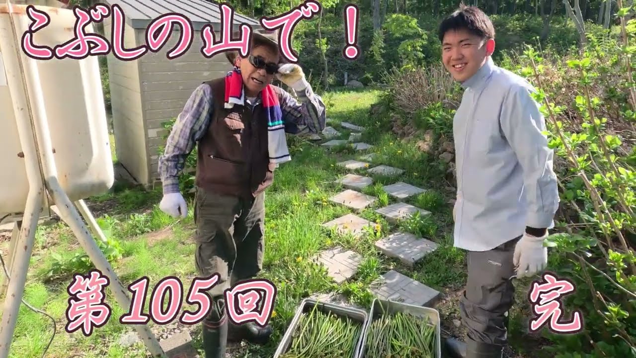 山菜　第3弾　　ワラビだ！　　第105回
