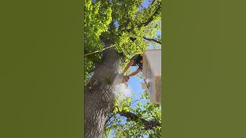 Up in the Trees With Fielding Tree Care