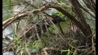 Little Wattlebird babies (Brush Wattlebird) by BurkesBackyard 530 views 6 months ago 1 minute, 26 seconds