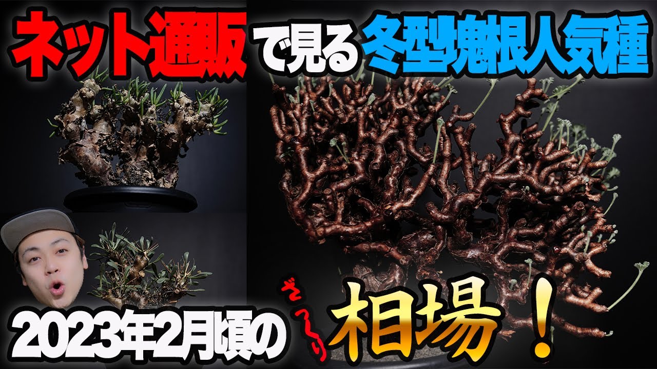 2023年2月頃の人気冬型塊根の相場調べてみたよ！【ネット通販限定】そして調べてみてて思ったこと！