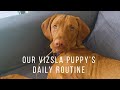 Our daily routine with our 8 month old Vizsla puppy