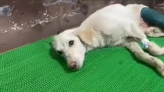 The poor dog lying in the middle of the road was hi.t by a car and blee.ding by Angels And Animals 279 views 3 weeks ago 3 minutes, 51 seconds