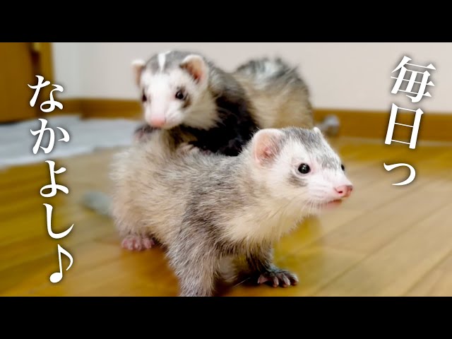 フェレット】威嚇音がBGMに合わせて激しくなる⁉️【ferret#1463