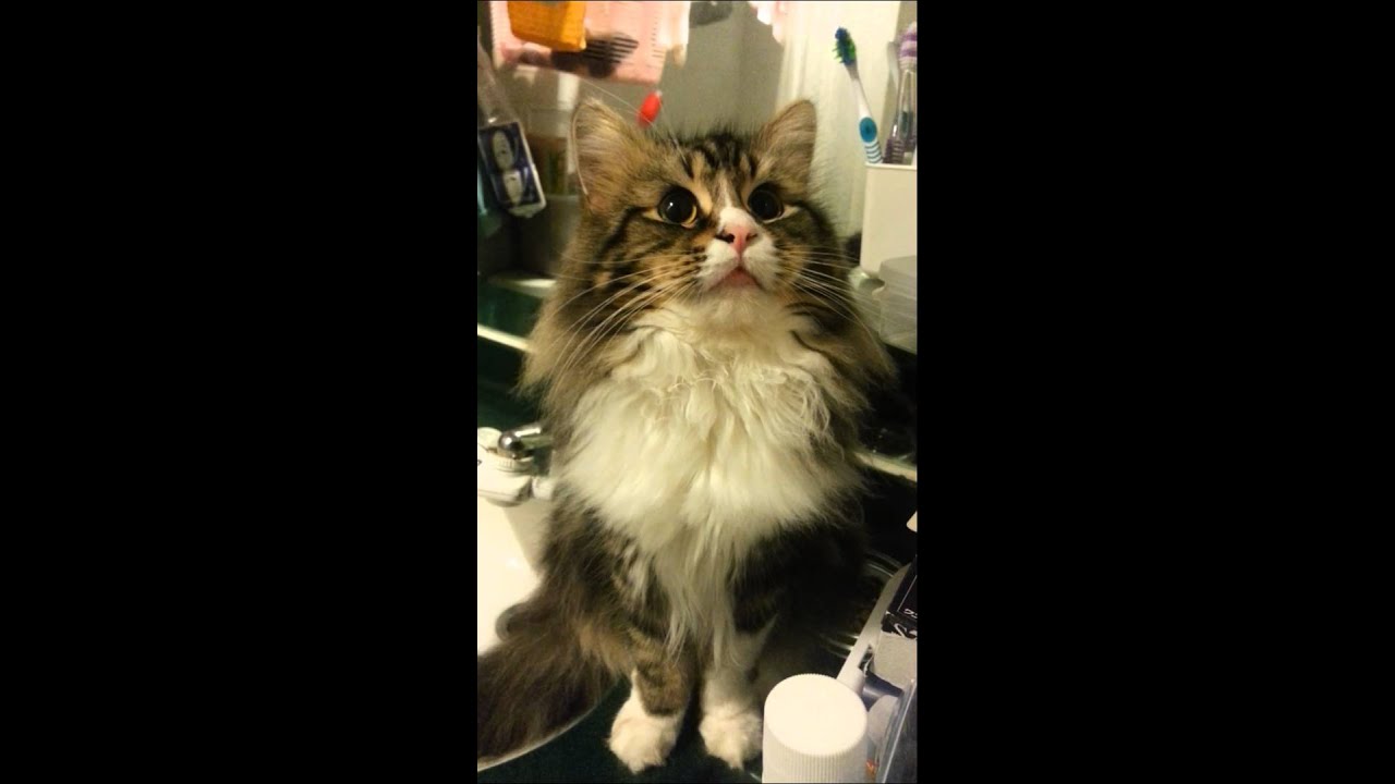 stupid cat looking around