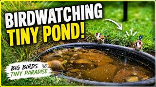 Birdwatching a Tiny Pond Look what showed up!