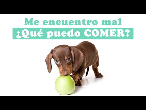 Video: Cómo cachorro cortar un Shih Tzu