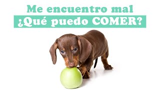 🐶 Mi perro está enfermo ¿Qué puedo hacer? 🤔  Dieta blanda [Ingredientes y cantidades] screenshot 5