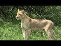 Re-Imagine Africa - Lioness hunting in Nairobi National Park