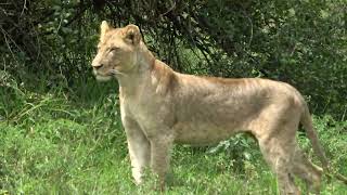 Re-Imagine Africa - Lioness hunting in Nairobi National Park