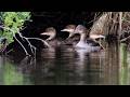 July 4th, Exploring the Cedar River Flow and More #wildlifephotoghraphy