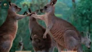 Why Kangaroos Are Stronger Than You Think! | Wildlife Documentary