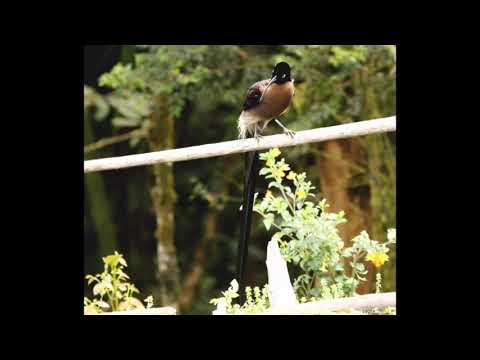 Suara Burung Cenderawasih Paruh Sabit