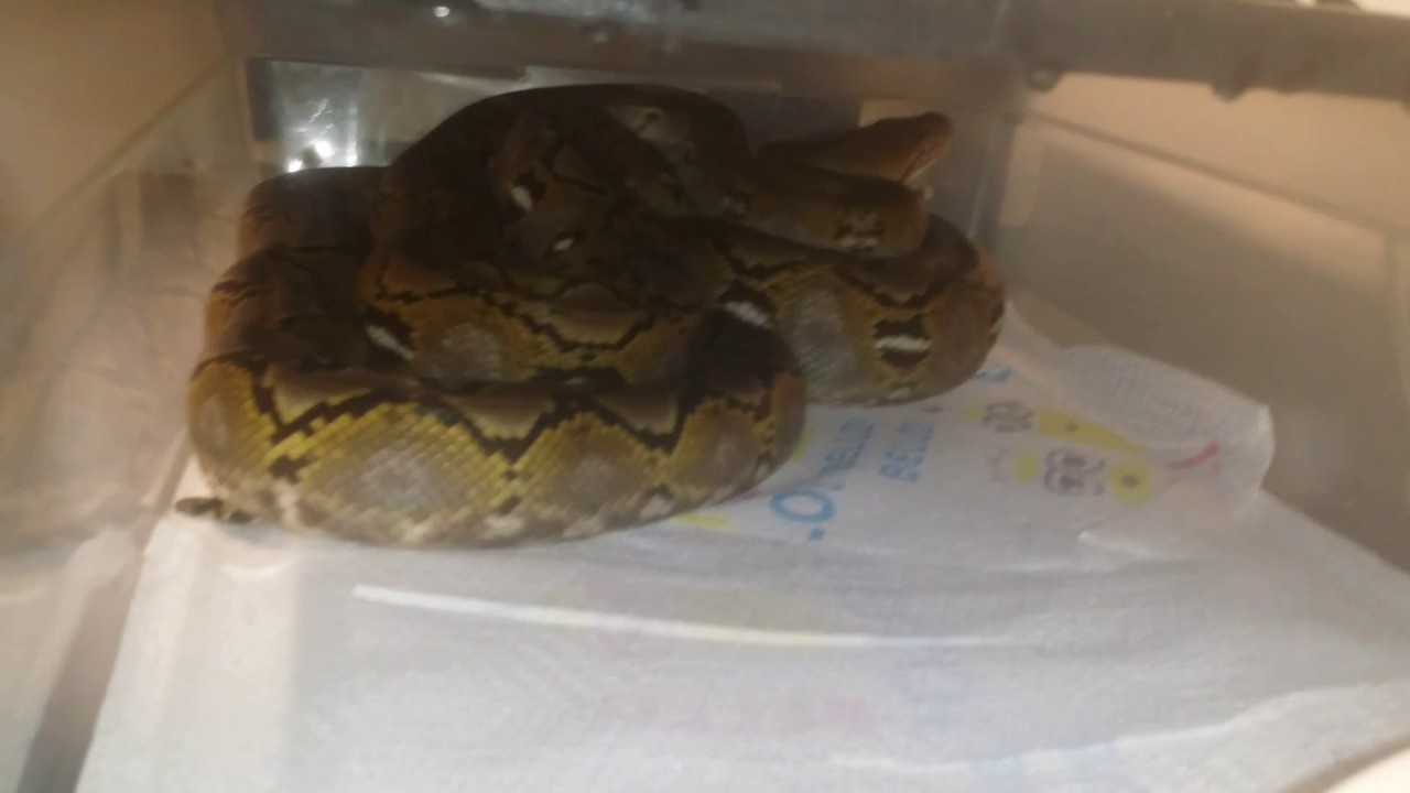 pythons for sale Retic Rescue 2015 female