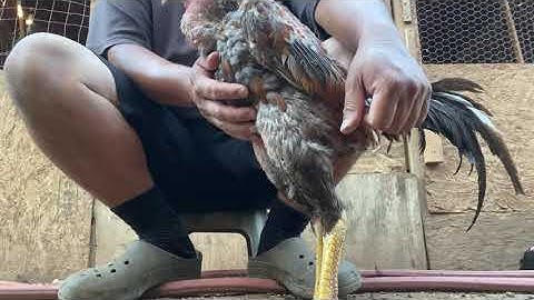 Ntxuav qaib mus dej 2 thiab dej 3 lawm sauv.