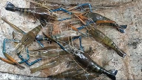 Nôm tôm càng xanh ở MIỀN TÂY . #tom #tomcangxanh  #miềntây