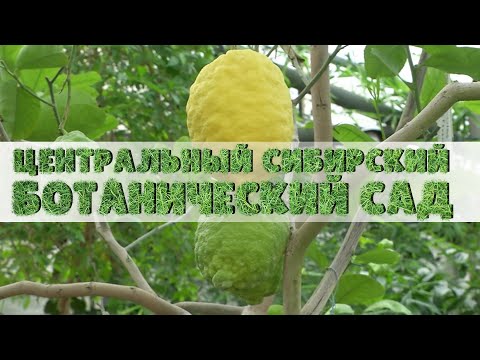 БОТАНИЧЕСКИЙ САД | экскурсия | Телеканал ОТС