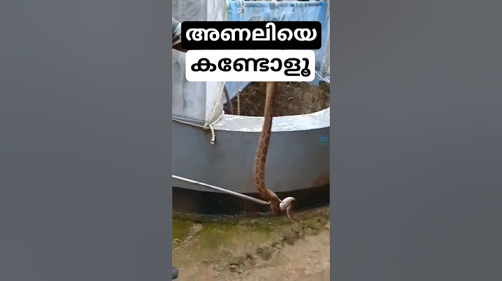 Why is it hiding - Gadagadian Viper - #russelviper hides in a hole near home - #snakerescue #snake