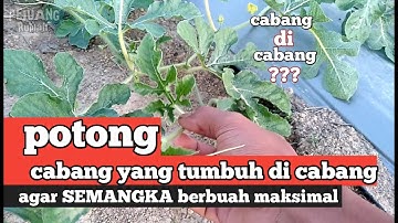 Thumbnail of Joss!!! Do this pruning on watermelon plants