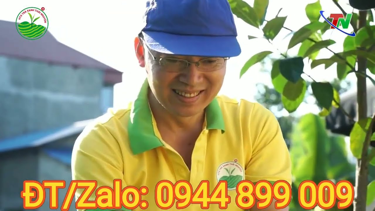 10 Tác Dụng Tuyệt Vời Của Trà Lài Thái Nguyên Đối Với Sức Khỏe