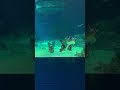 Mermaids spotted whispering to each other🤫#mermaid #mermaidtail #ocean #dive #siren #secret